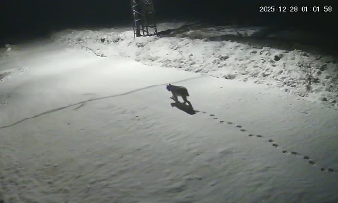 Malatya’da ‘vaşak görüntülendi
