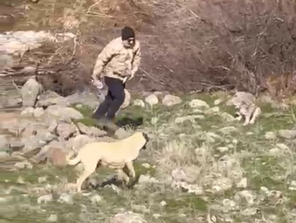 Malatya’da vaşak-köpek kavgası kamerada
