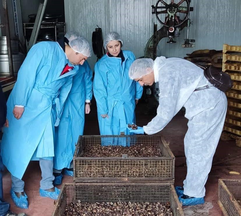 Mama hammadde üretim tesisinde inceleme
