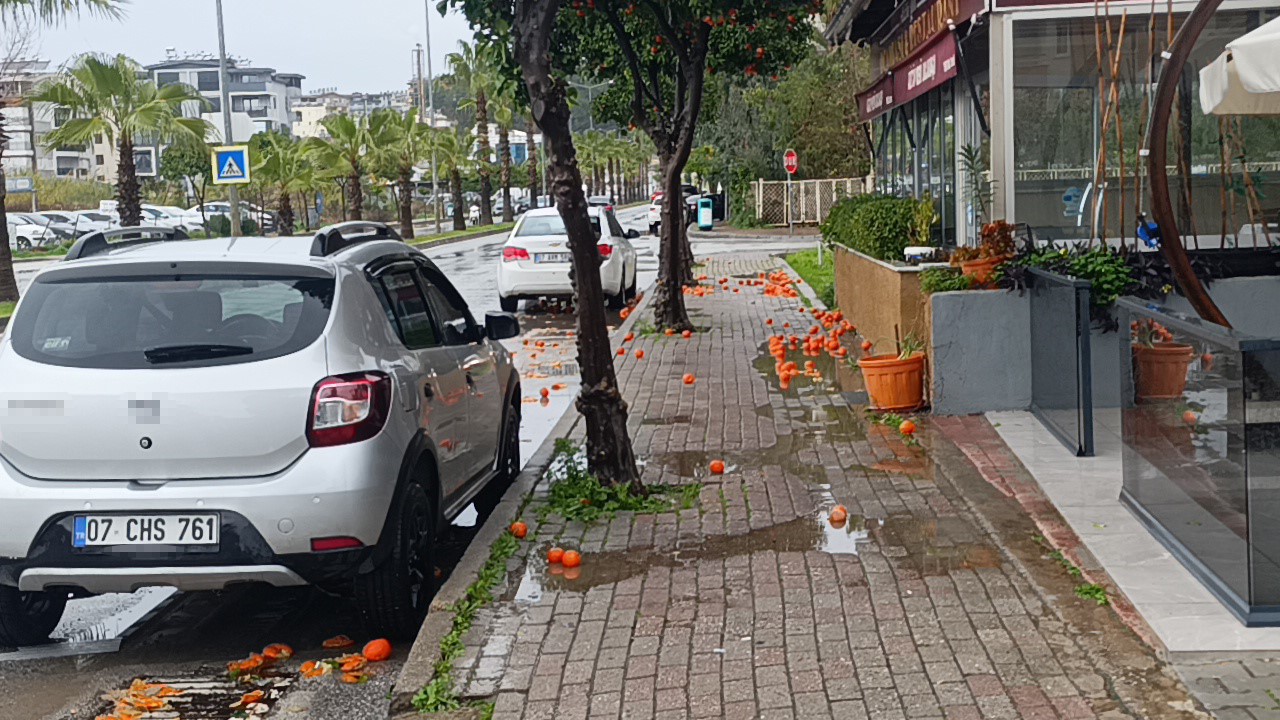 Manavgat’ta fırtına ve yağmur turunçları yollara döktü
