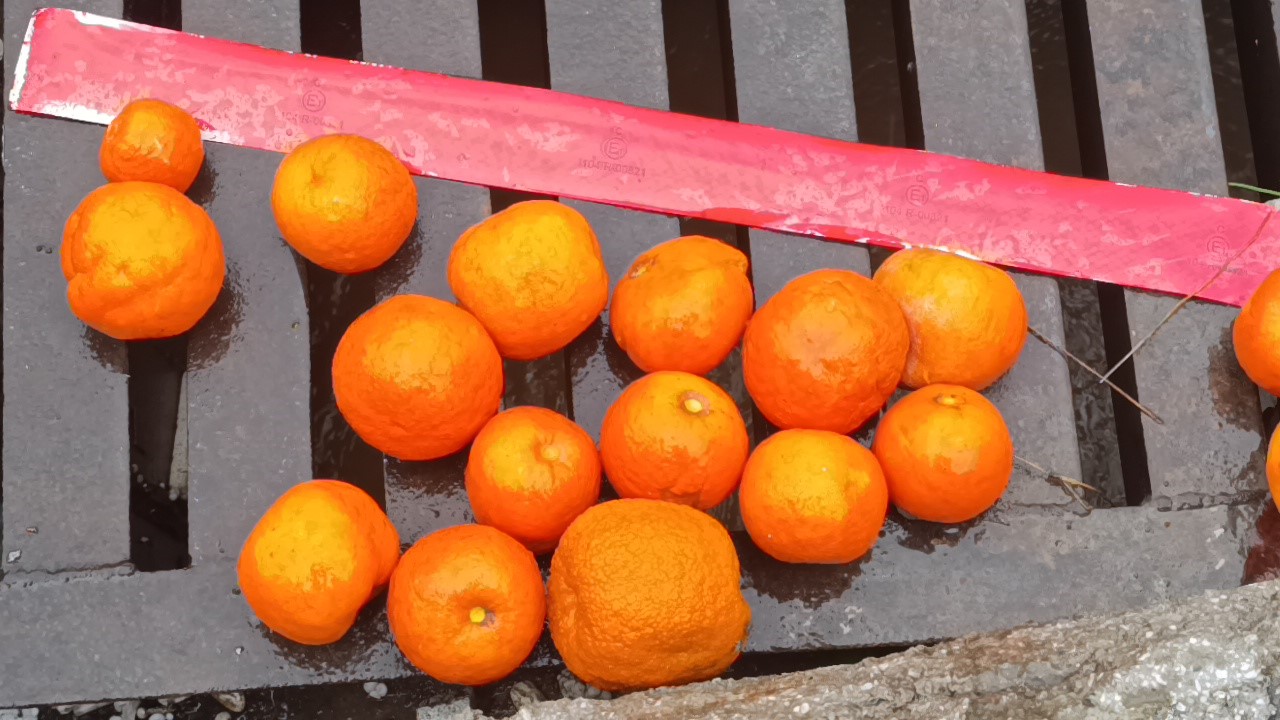 Manavgat’ta fırtına ve yağmur turunçları yollara döktü
