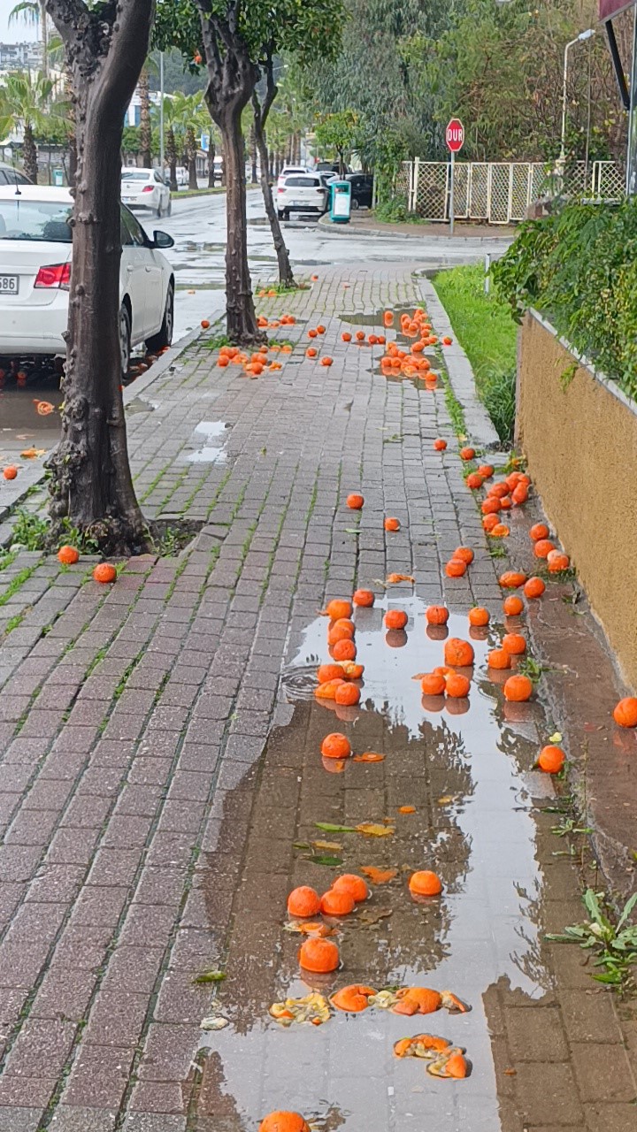 Manavgat’ta fırtına ve yağmur turunçları yollara döktü
