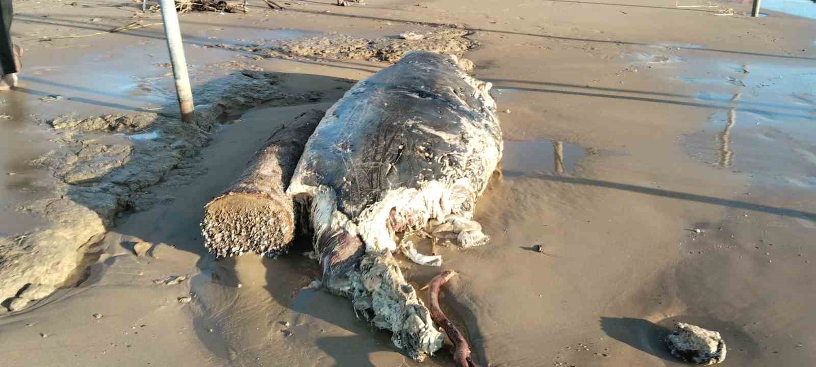 Manavgat’ta sahile ölü yunus vurdu
Manavgat’ta sahile ölü yunus vurdu