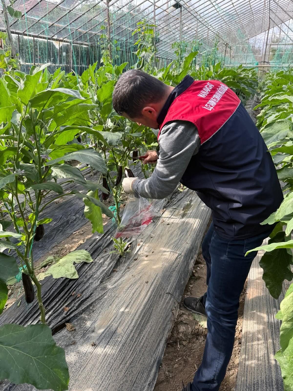 Manavgat’ta seralarda hasat öncesi pestisit denetimi
