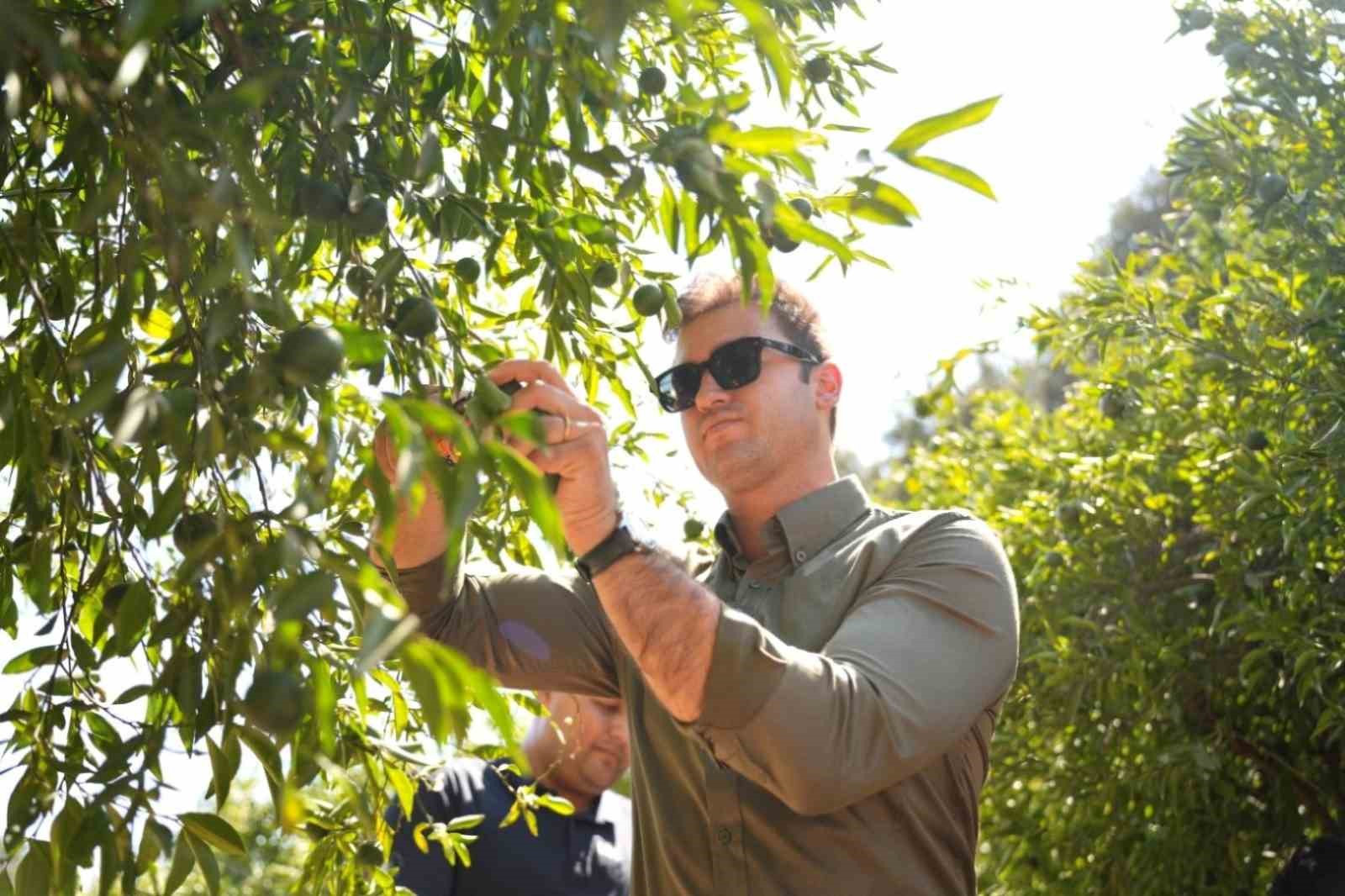 Mandalin üreticisine 5 milyon kazanç
