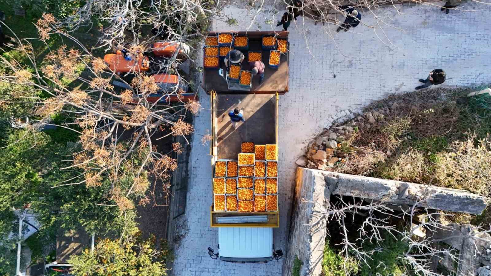 Mandalin üreticisine 5 milyon kazanç
