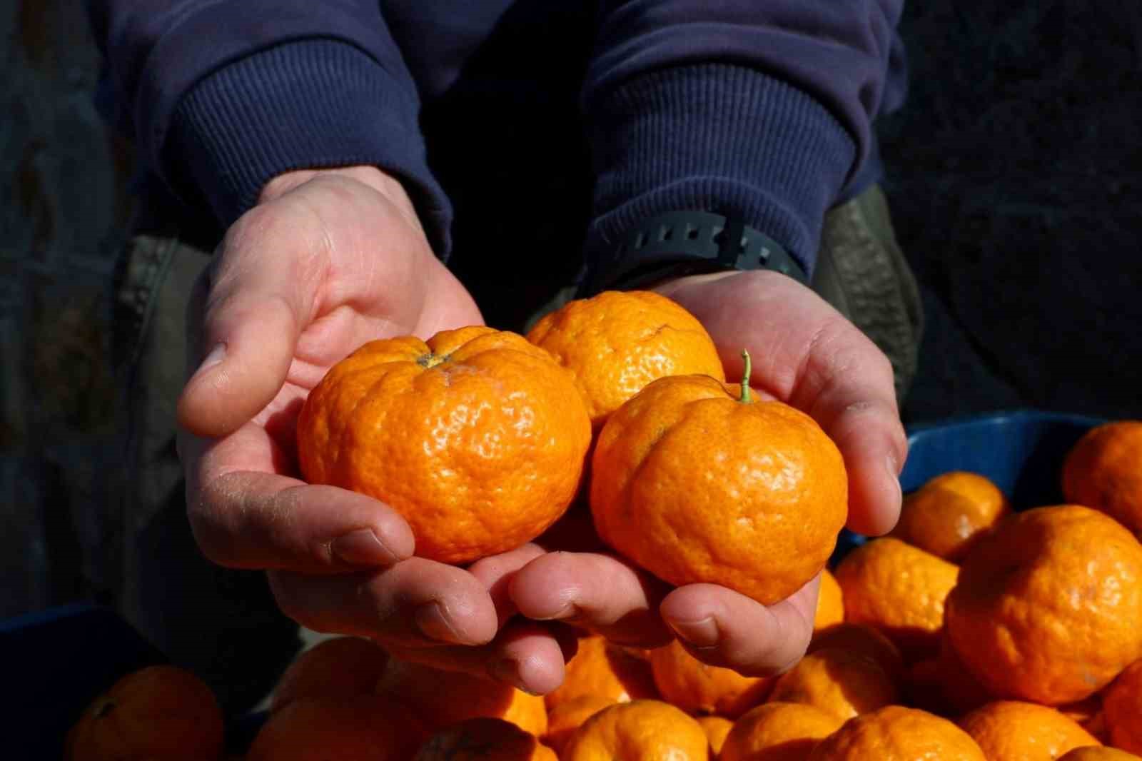 Mandalin üreticisine 5 milyon kazanç
