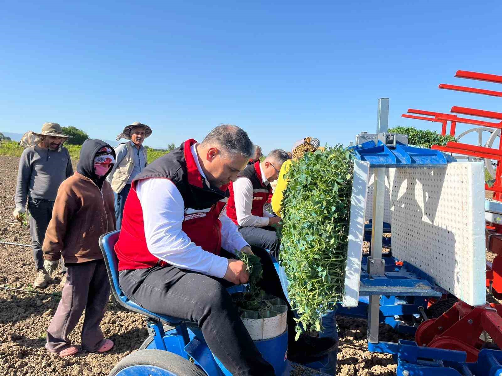 Manisa’da 131 bin dekarlık alanda domates mesaisi
