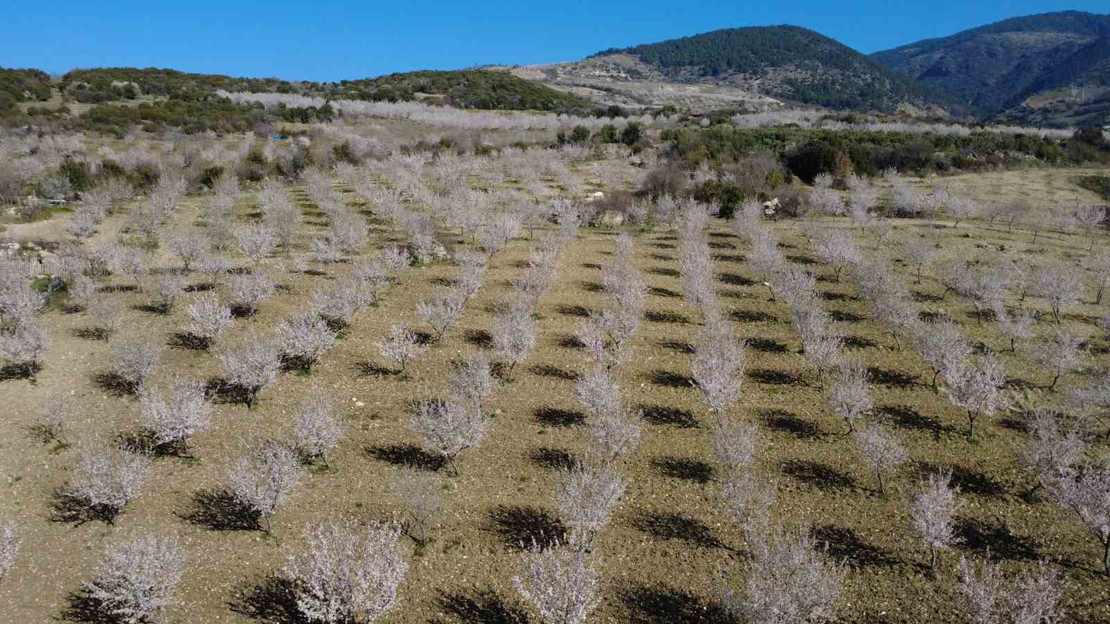 Manisa’da badem ağaçları çiçeklerle bezendi
