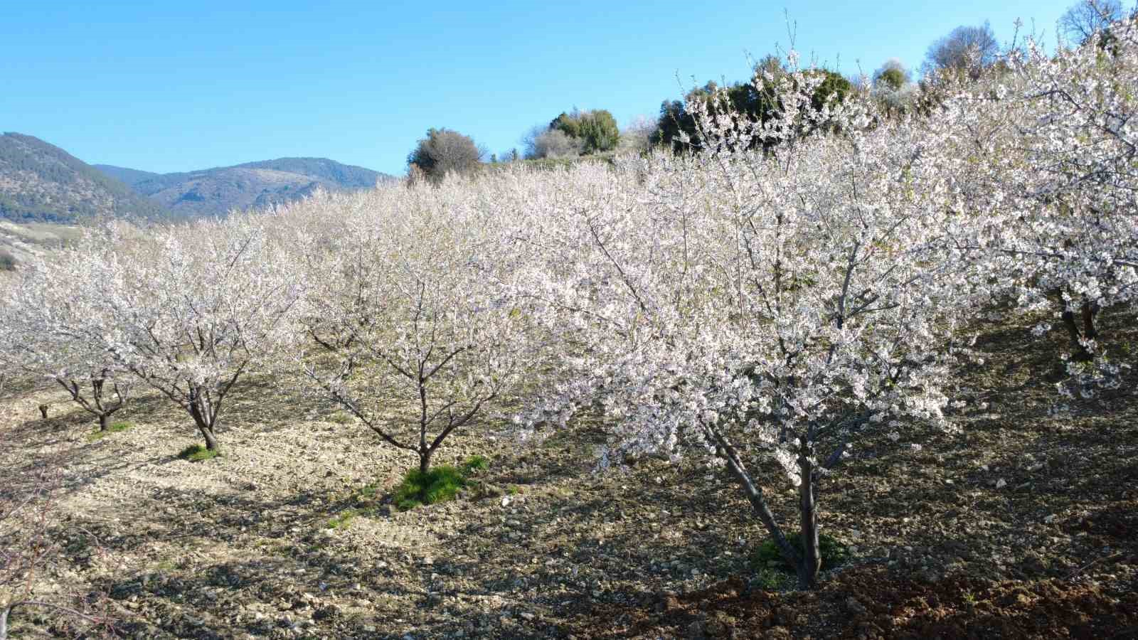 Manisa’da badem ağaçları çiçeklerle bezendi
