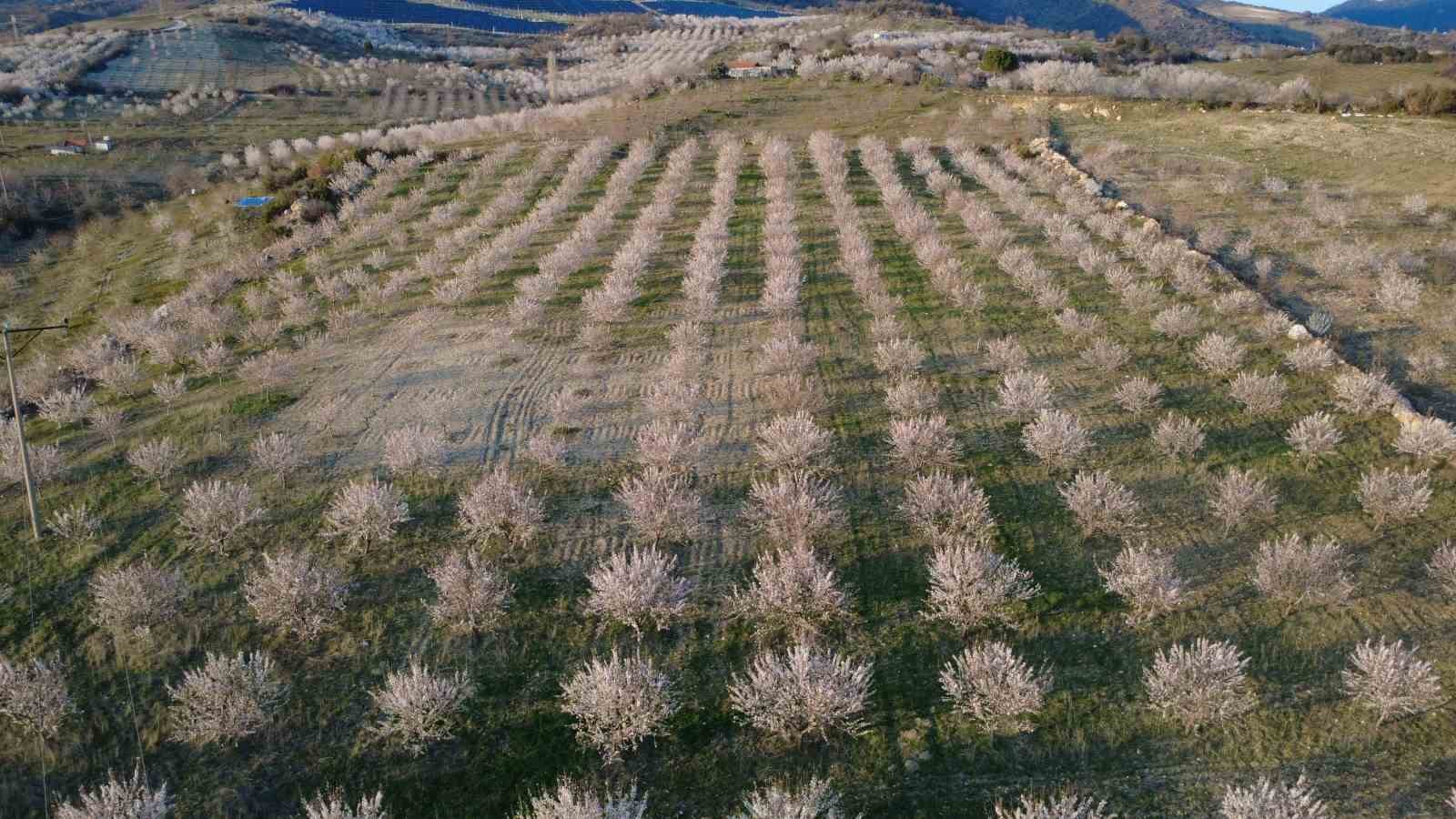 Manisa’da badem ağaçları çiçeklerle bezendi
