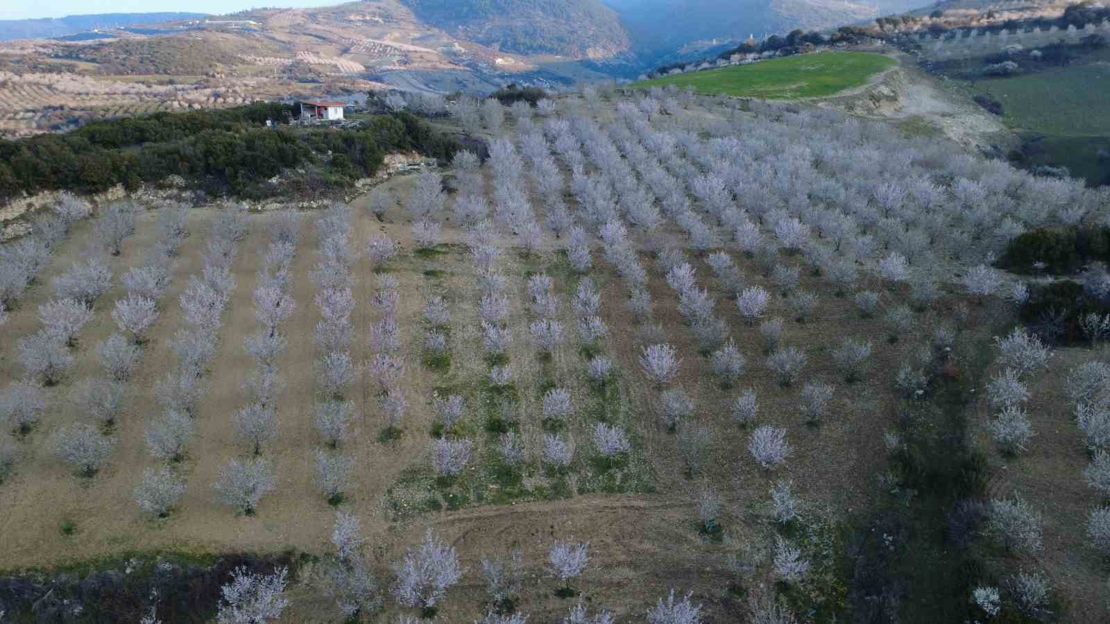 Manisa’da badem ağaçları çiçeklerle bezendi
