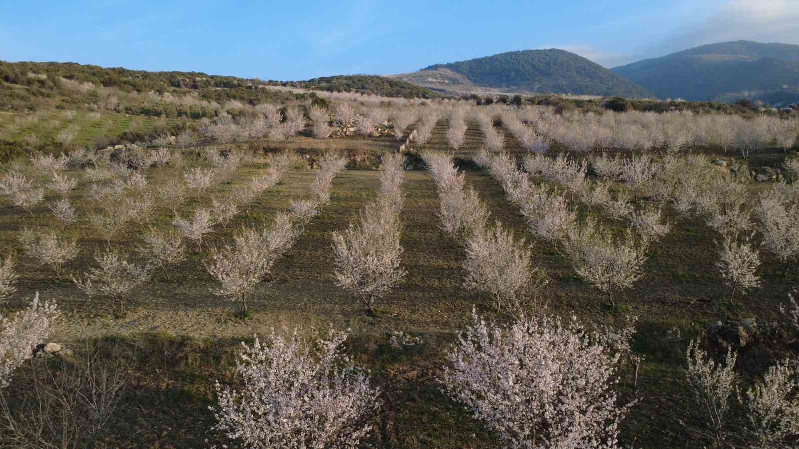 Manisa’da badem ağaçları çiçeklerle bezendi
