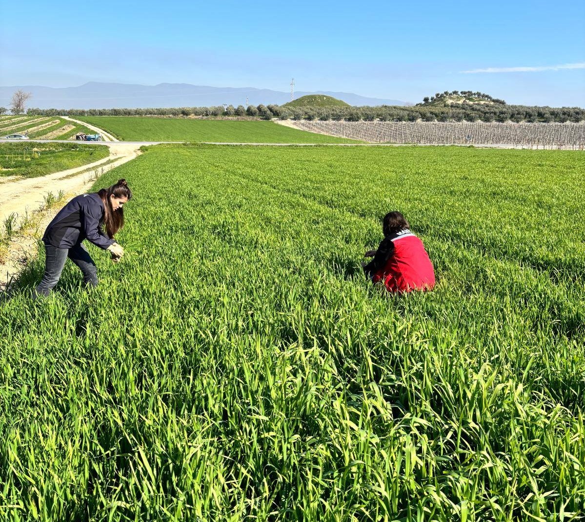 Manisa’da buğday üreticilerine ‘Septorya’ uyarısı
