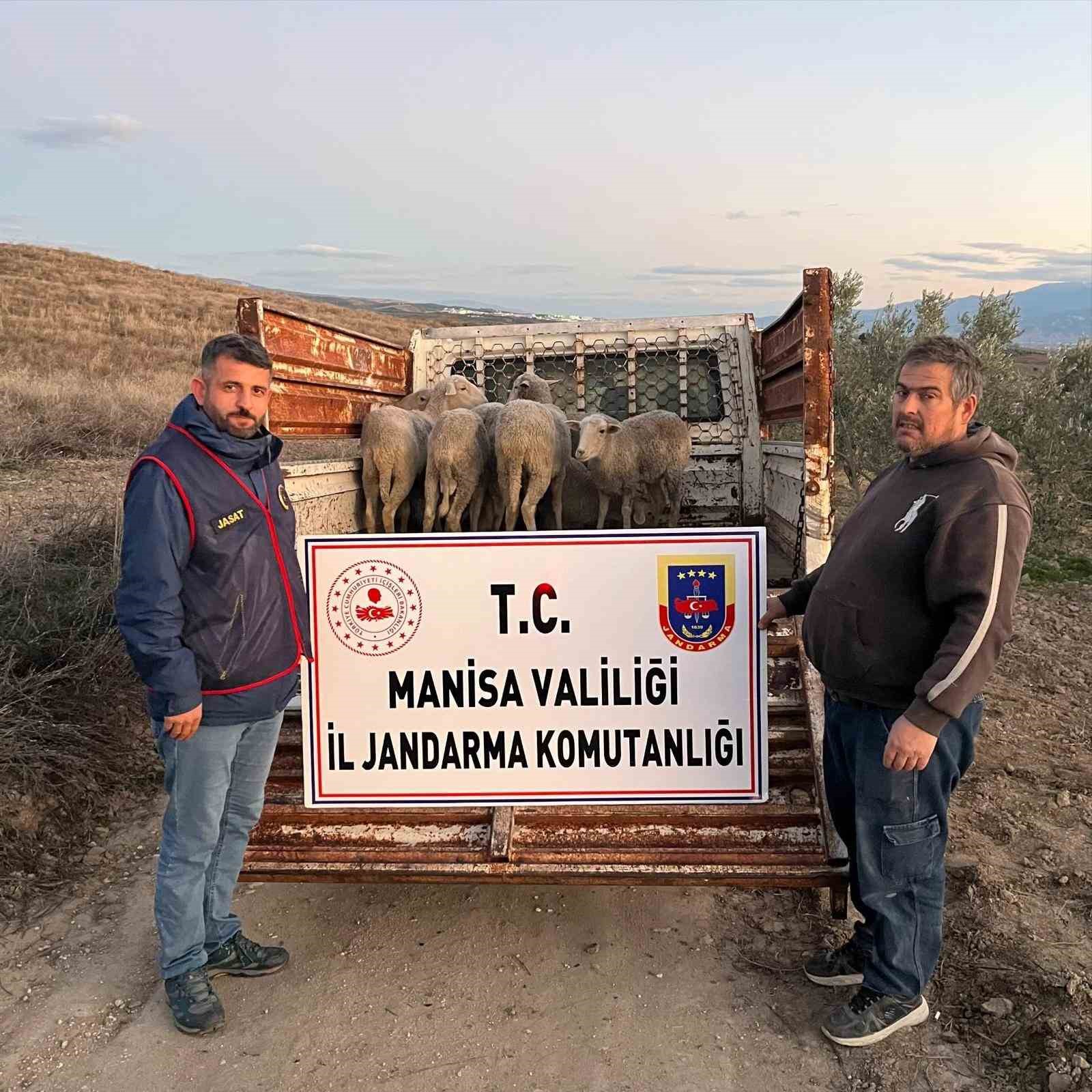 Manisa’da çalınan koyunlar, jandarma tarafından bulundu
