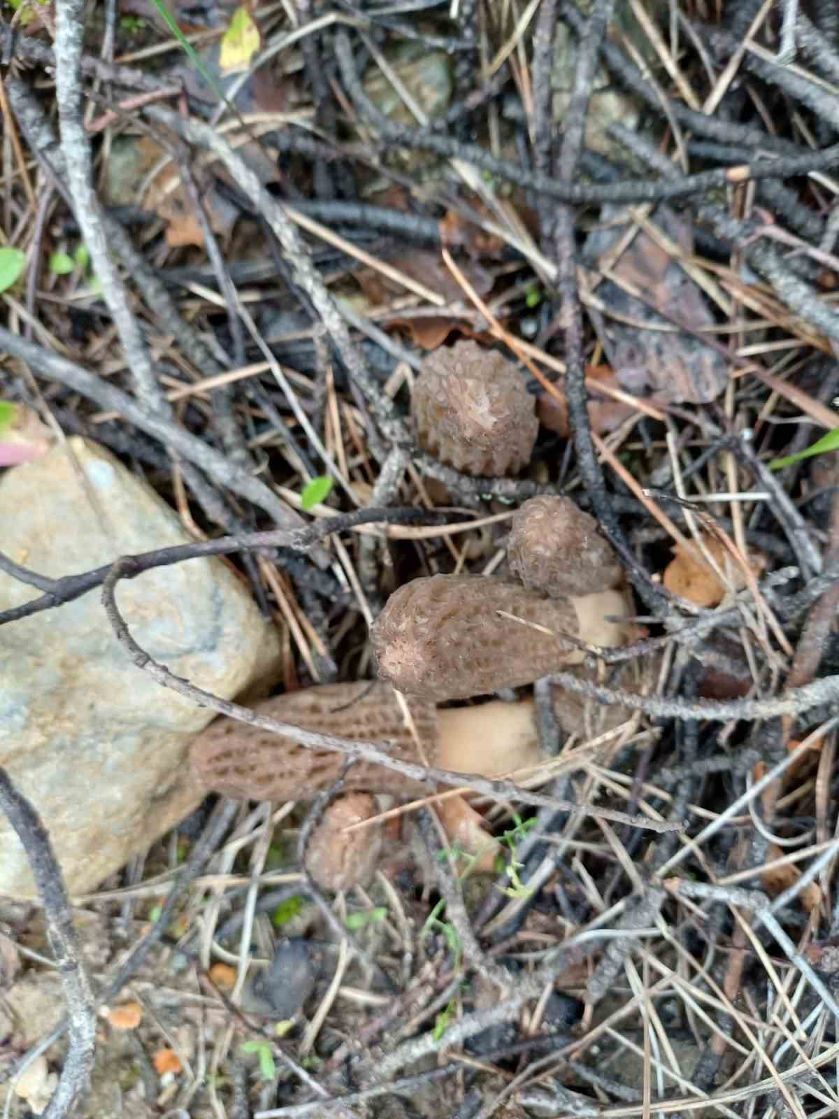 Manisa’da kuzugöbeği tutkusu engel tanımıyor
