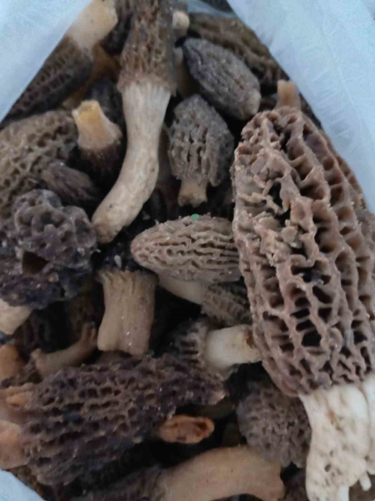 Manisa’da kuzugöbeği tutkusu engel tanımıyor
