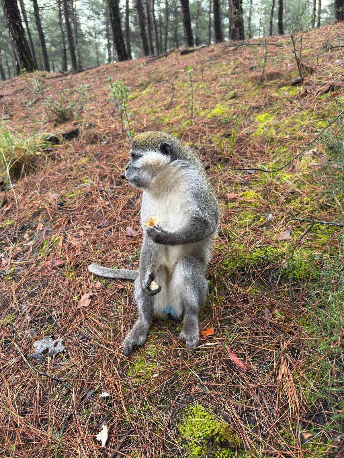 Mantar aramak için çıktığı doğada maymun buldu
