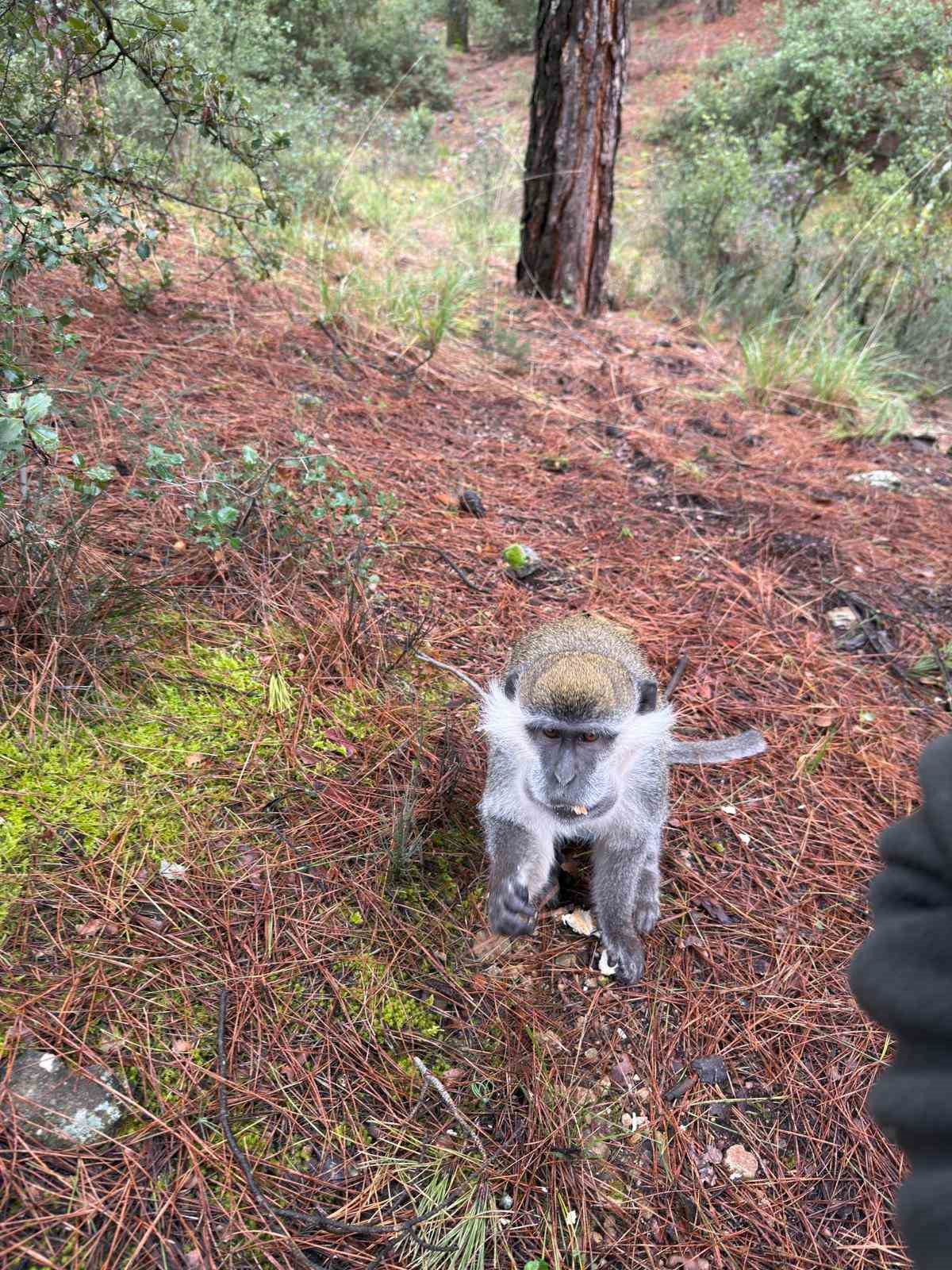 Mantar aramak için çıktığı doğada maymun buldu
