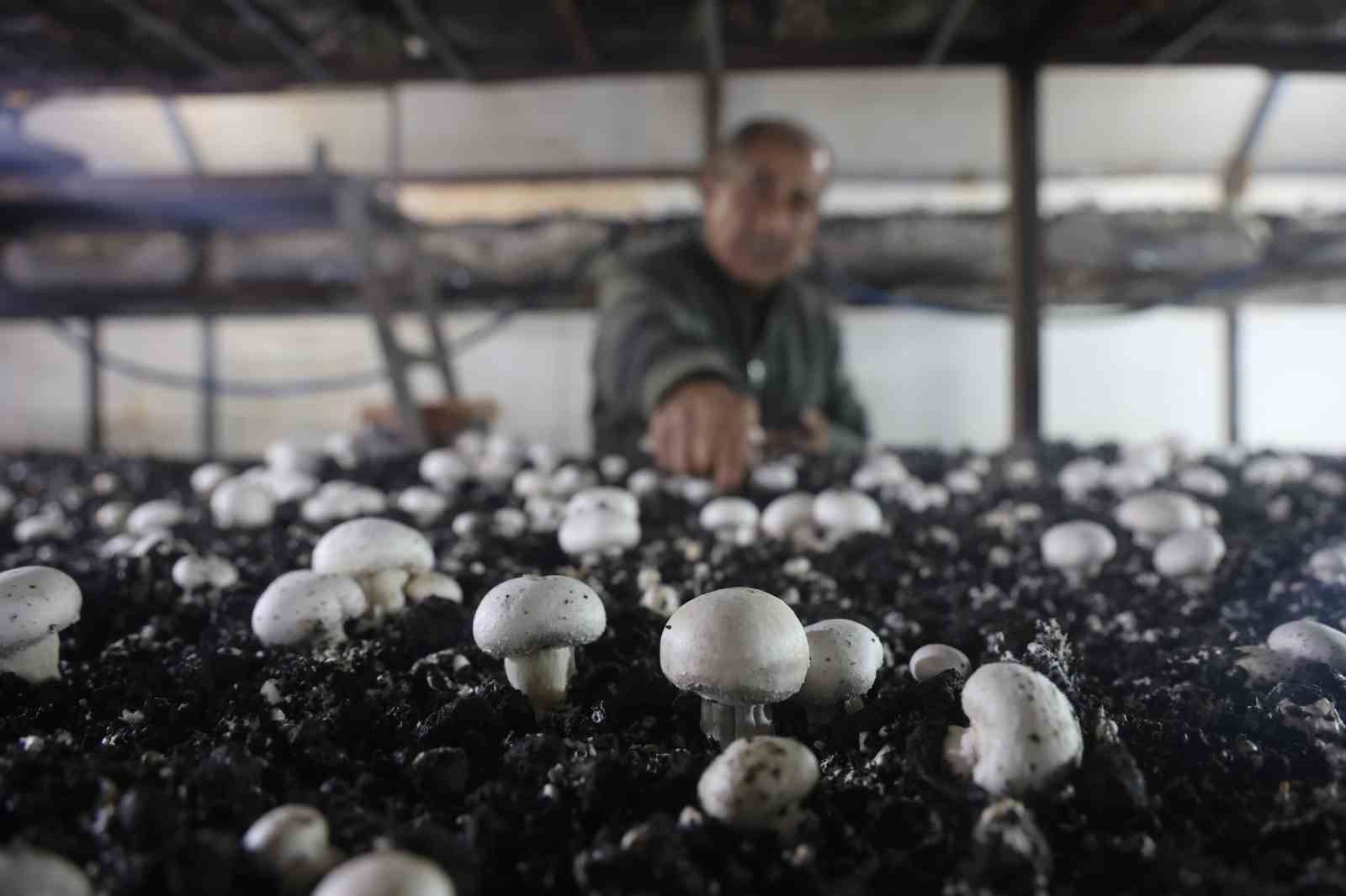 Mantar üreticiliğine ilk adımı ahırda attı, varını yoğunu satıp kurduğu 3 çadırda mantar üretiyor
