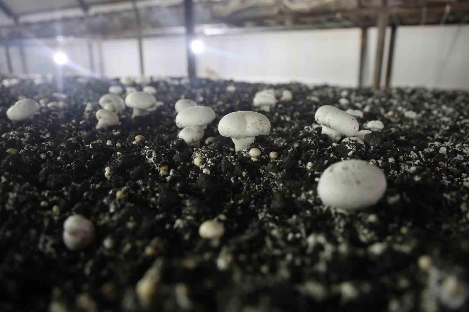 Mantar üreticiliğine ilk adımı ahırda attı, varını yoğunu satıp kurduğu 3 çadırda mantar üretiyor
