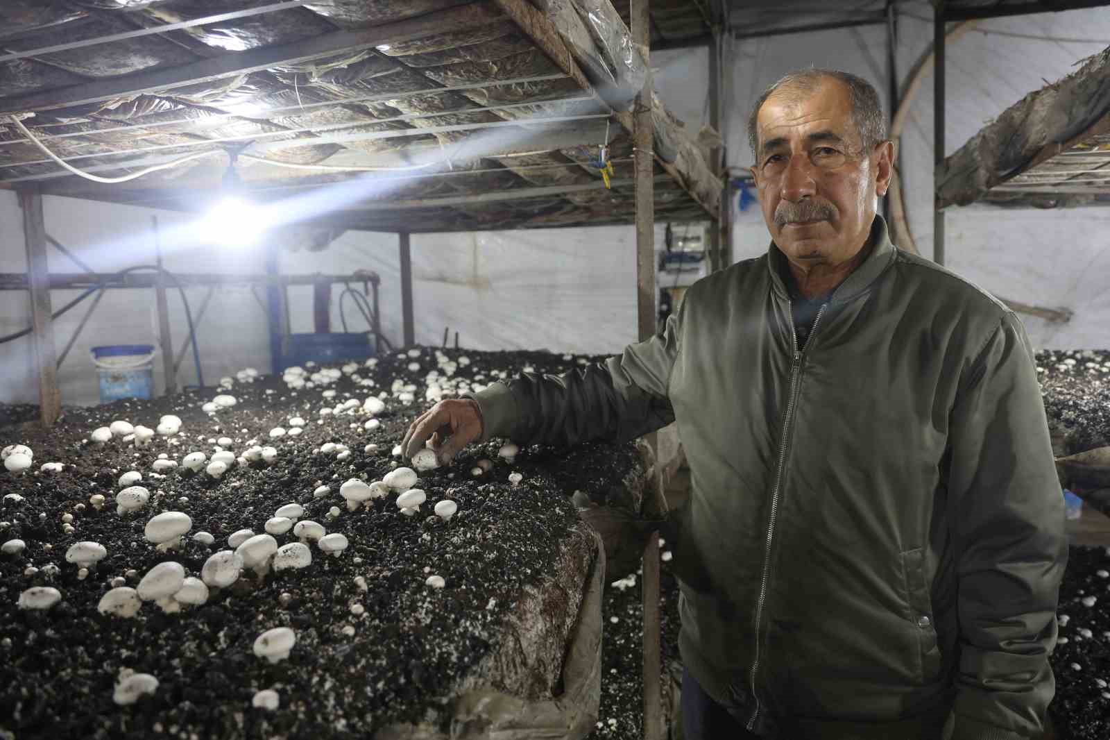 Mantar üreticiliğine ilk adımı ahırda attı, varını yoğunu satıp kurduğu 3 çadırda mantar üretiyor
