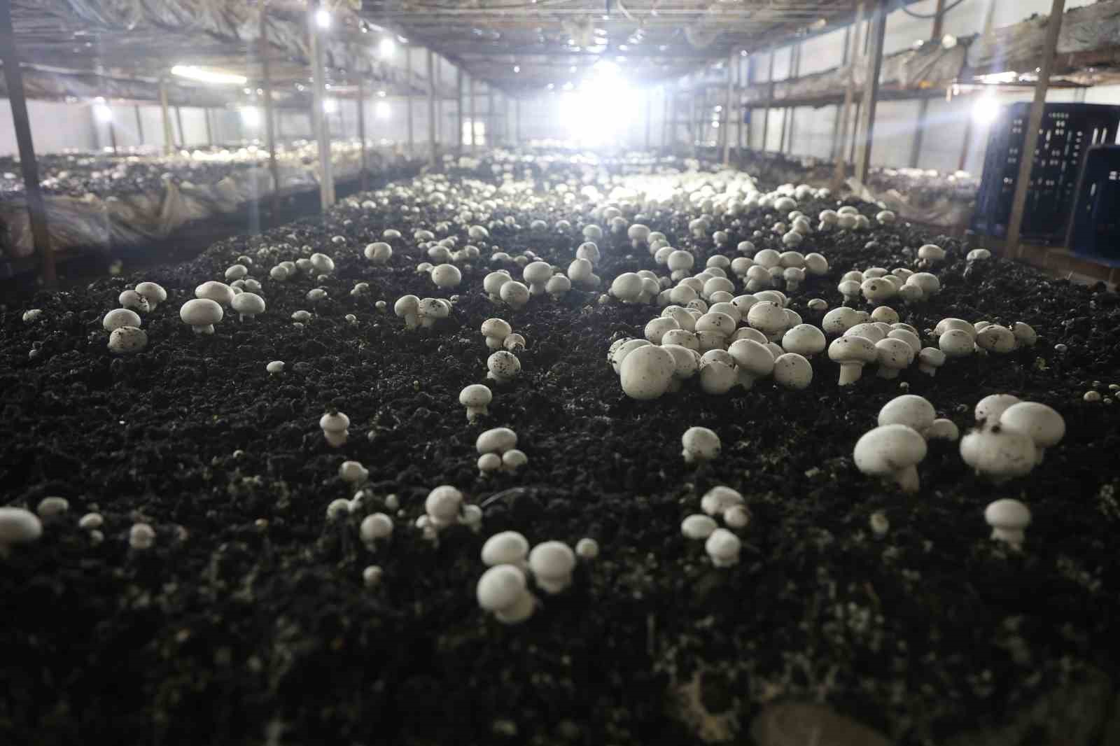 Mantar üreticiliğine ilk adımı ahırda attı, varını yoğunu satıp kurduğu 3 çadırda mantar üretiyor
