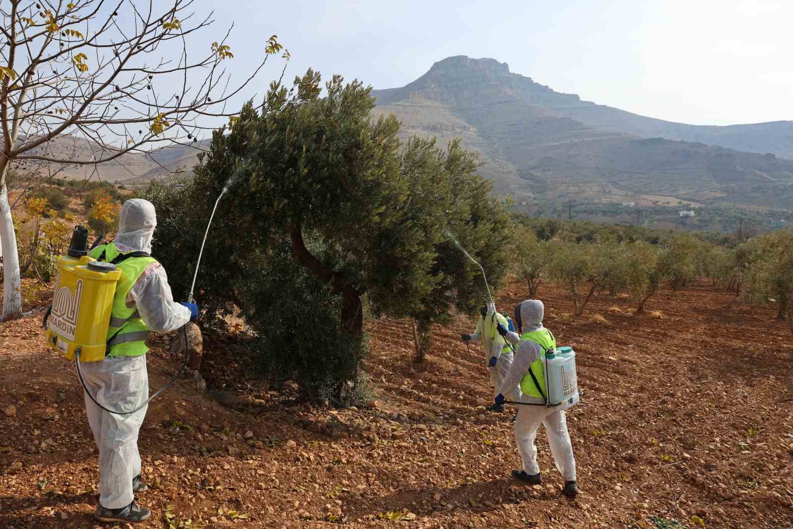 Mardin Büyükşehir Belediyesinden Derik zeytini için dal kanserine karşı mücadele
Mardin Büyükşehir Belediyesinden Derik zeytini için dal kanserine karşı mücadele