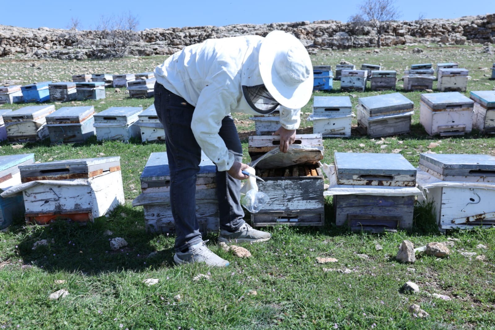 Mardin Büyükşehir Belediyesi’nden üreticilere 10 ton arı keki dağıtımı
