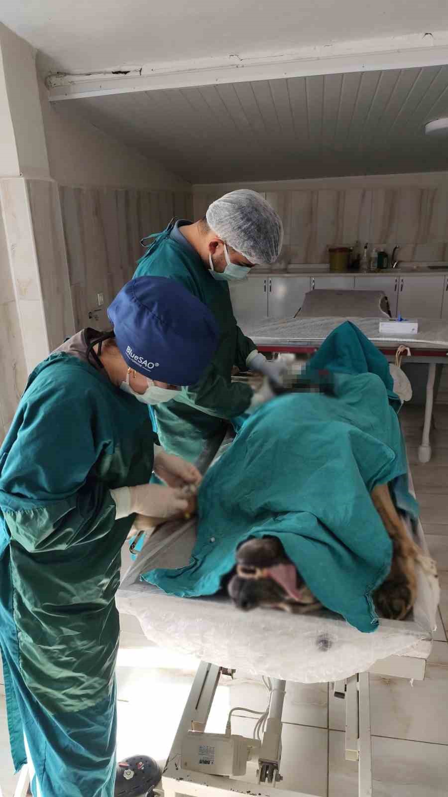 Mardin Hayvan Bakımevinde köpekteki 1 kiloluk tümör operasyonla alındı
