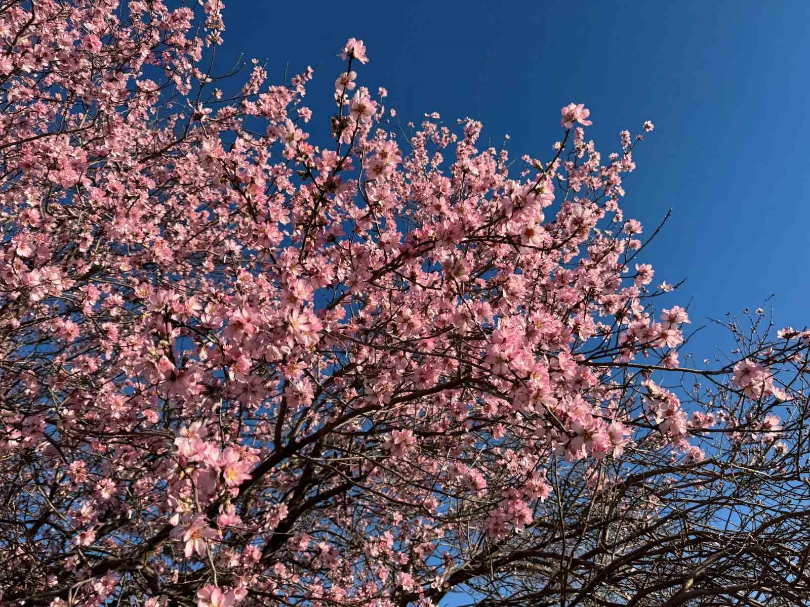 Mardin’de badem ağaçları erken çiçek açtı
