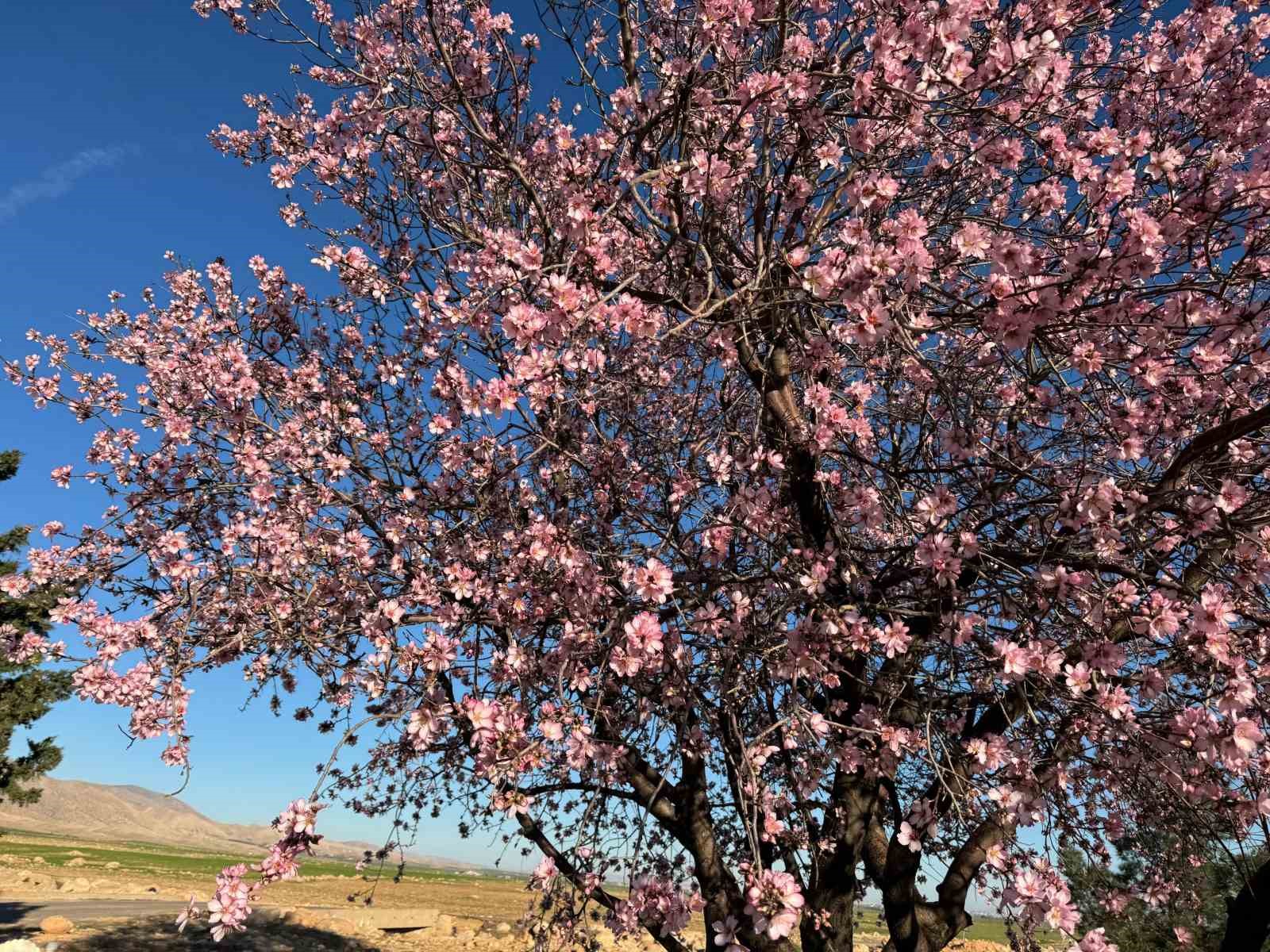 Mardin’de badem ağaçları erken çiçek açtı
