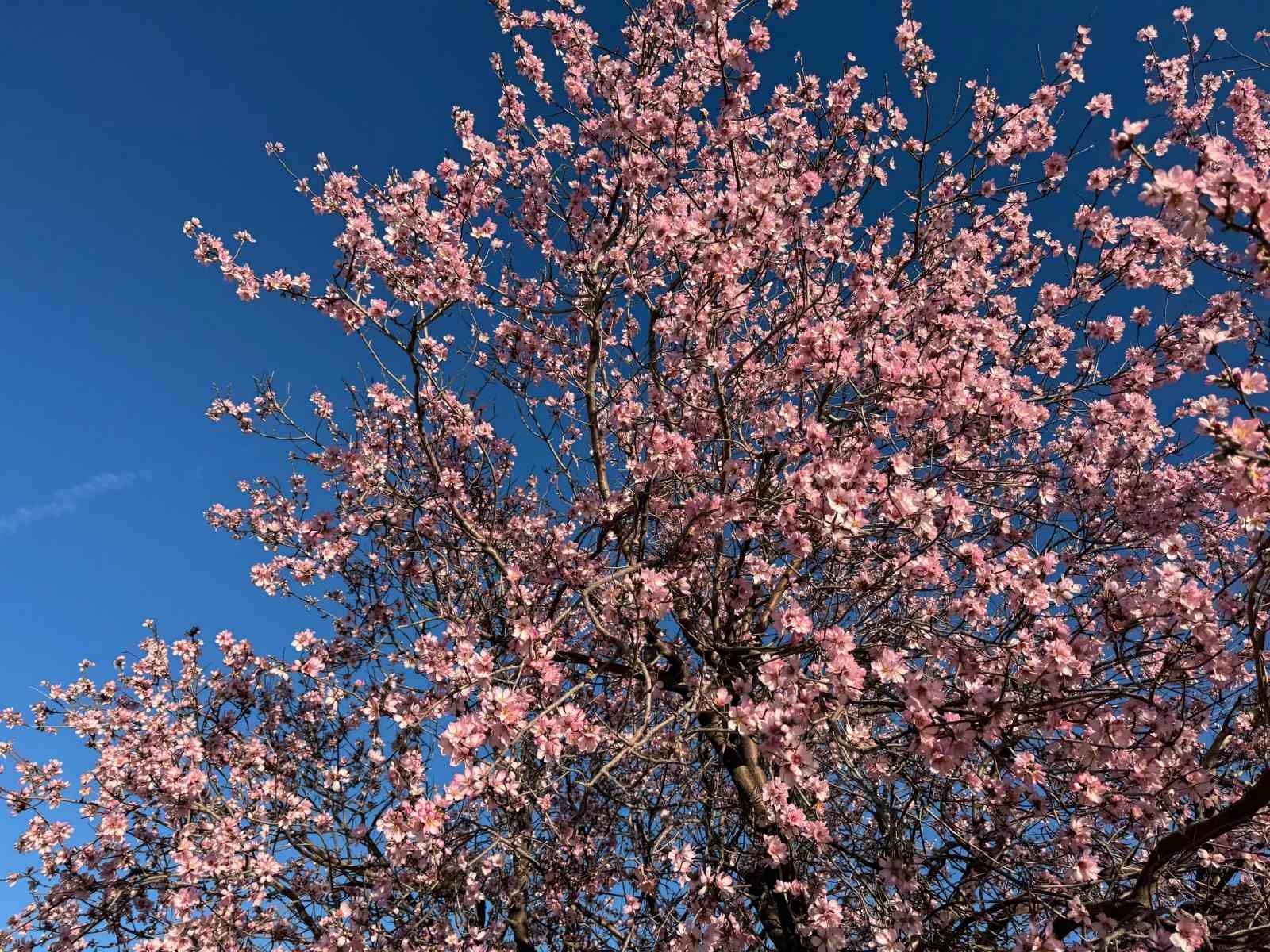 Mardin’de badem ağaçları erken çiçek açtı

