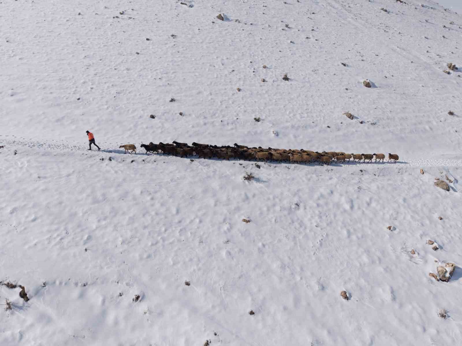 Mardin’de besicilerin zorlu ’kar’ mesaisi: Sürüler beyaz örtüde yol alıyor
