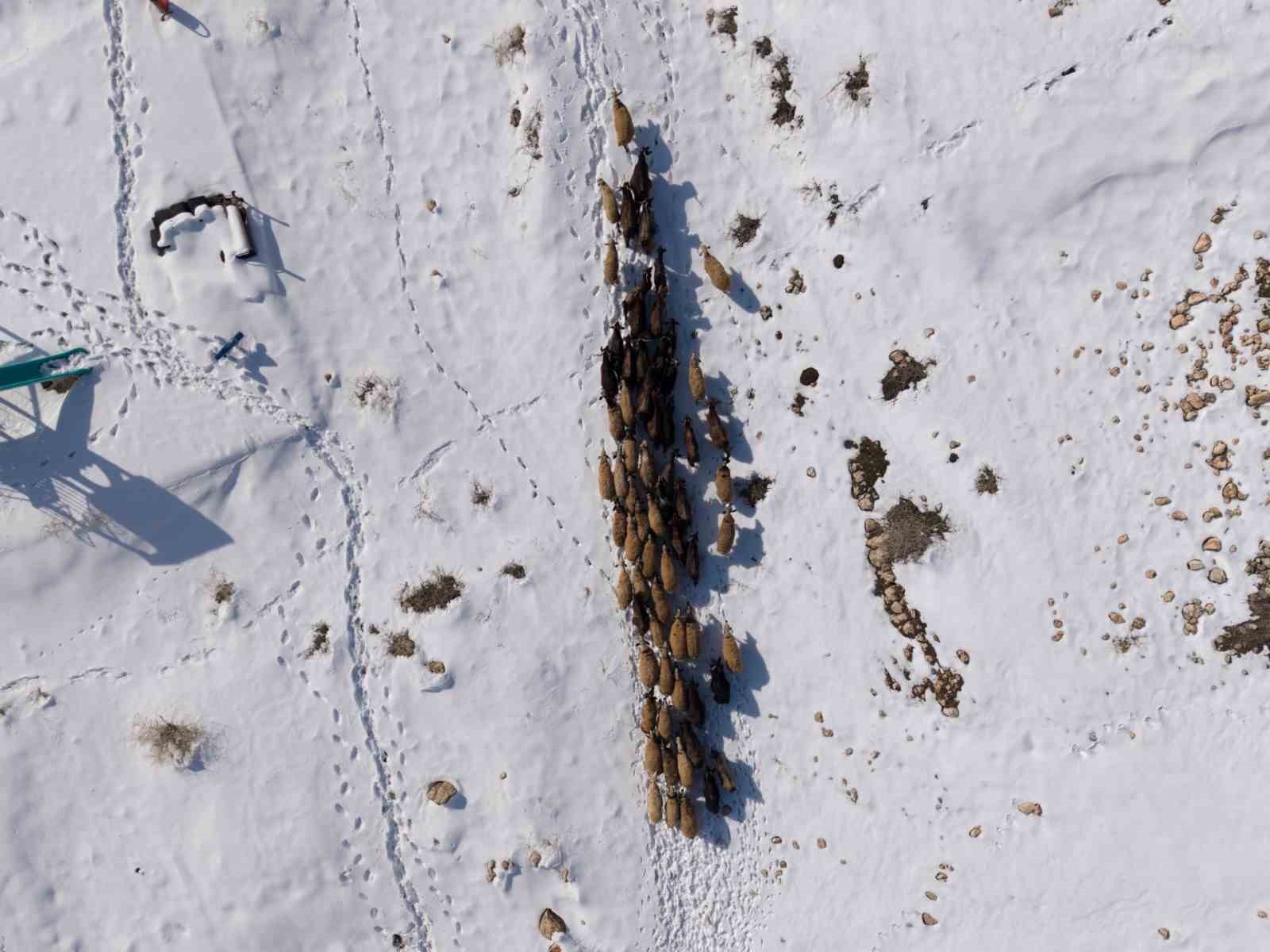 Mardin’de besicilerin zorlu ’kar’ mesaisi: Sürüler beyaz örtüde yol alıyor
