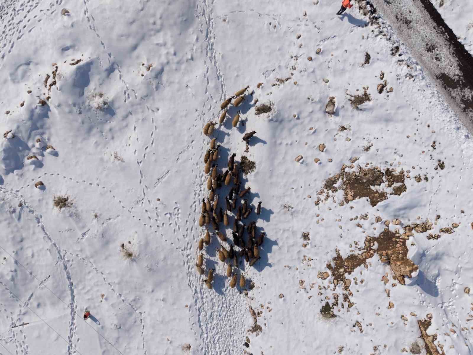 Mardin’de besicilerin zorlu ’kar’ mesaisi: Sürüler beyaz örtüde yol alıyor
