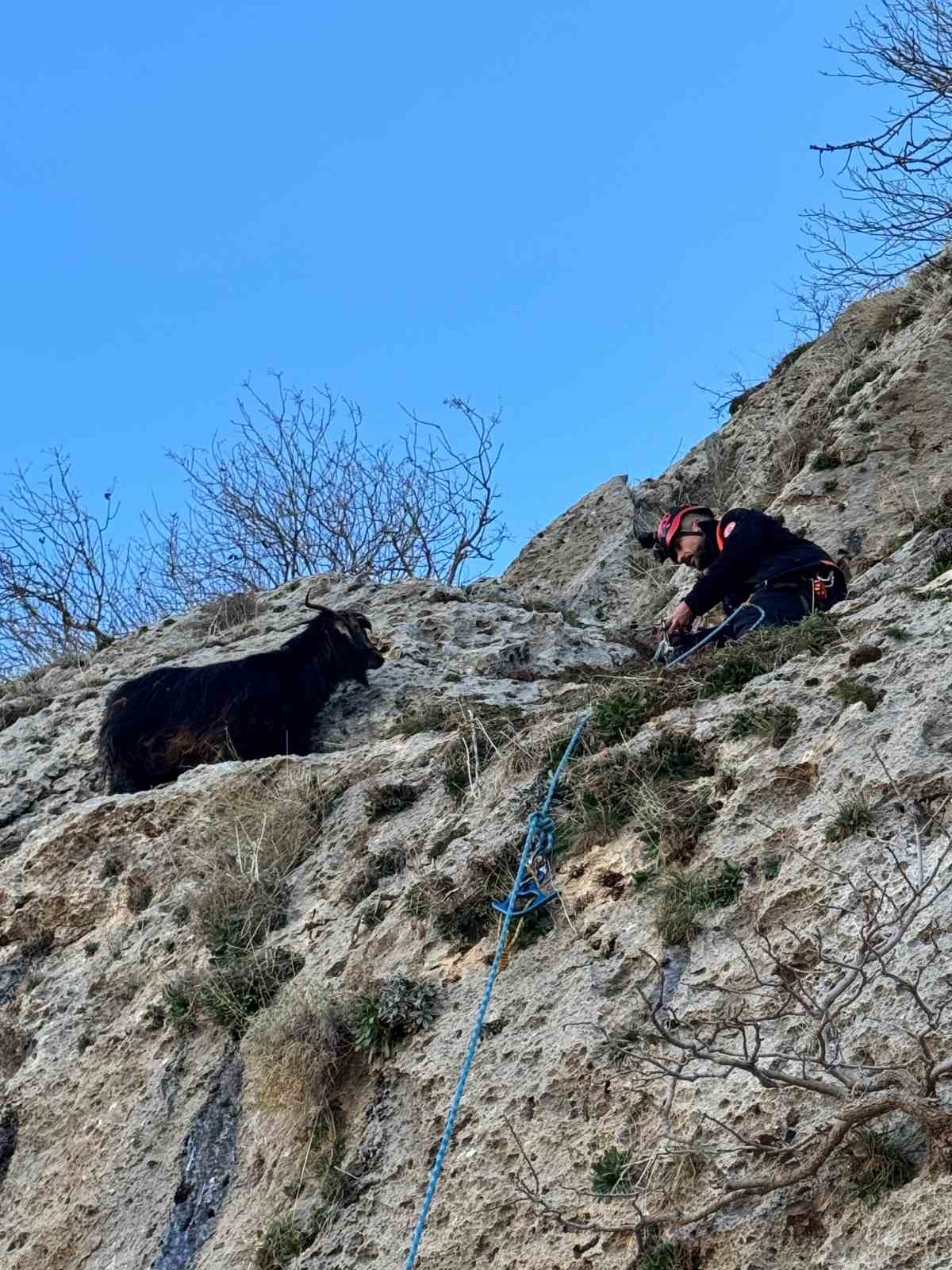 Mardin’de dağda mahsur kalan keçiyi AFAD ekipleri kurtardı
