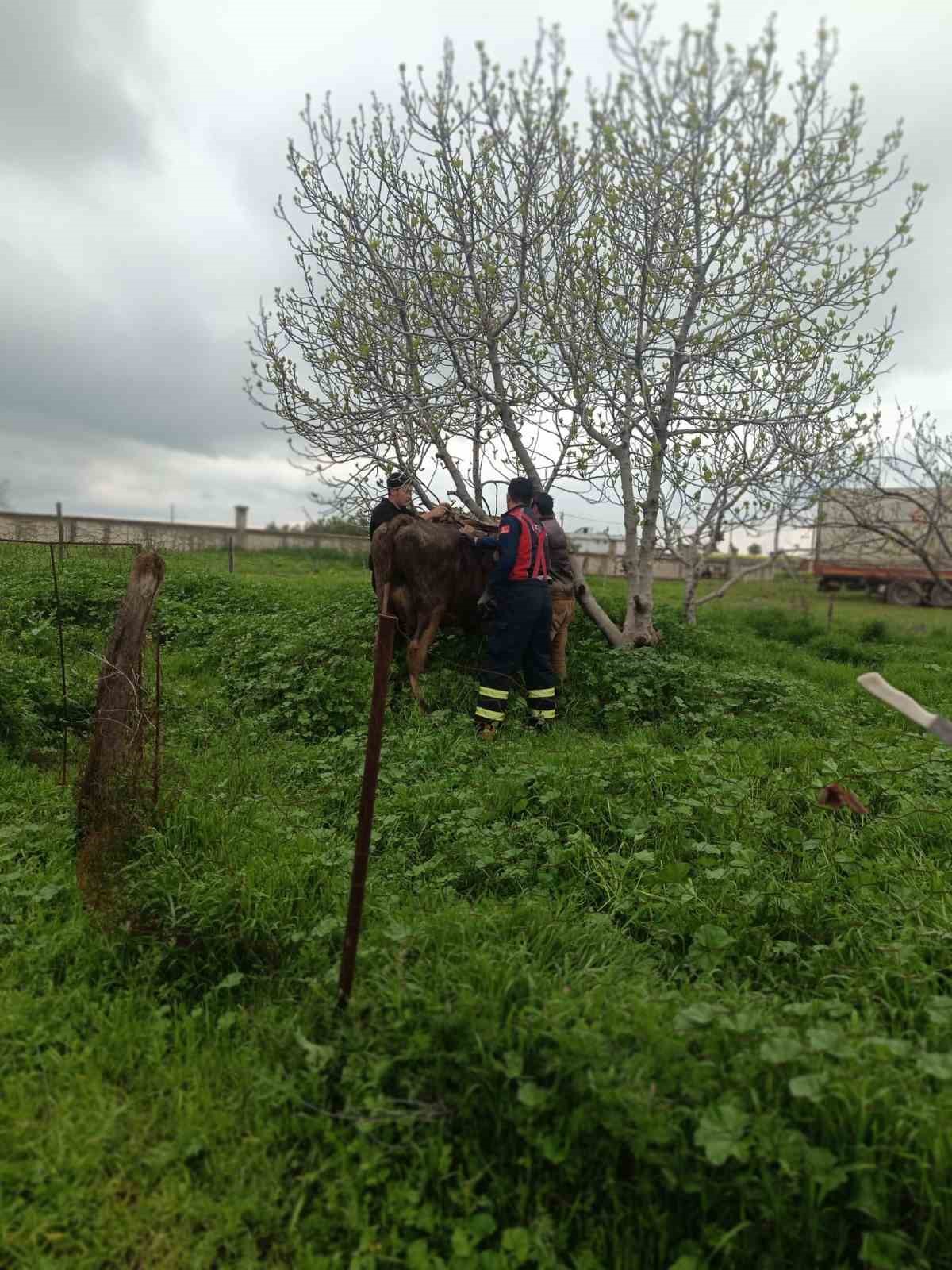 Mardin’de kuyuya düşen ineği itfaiye kurtardı
