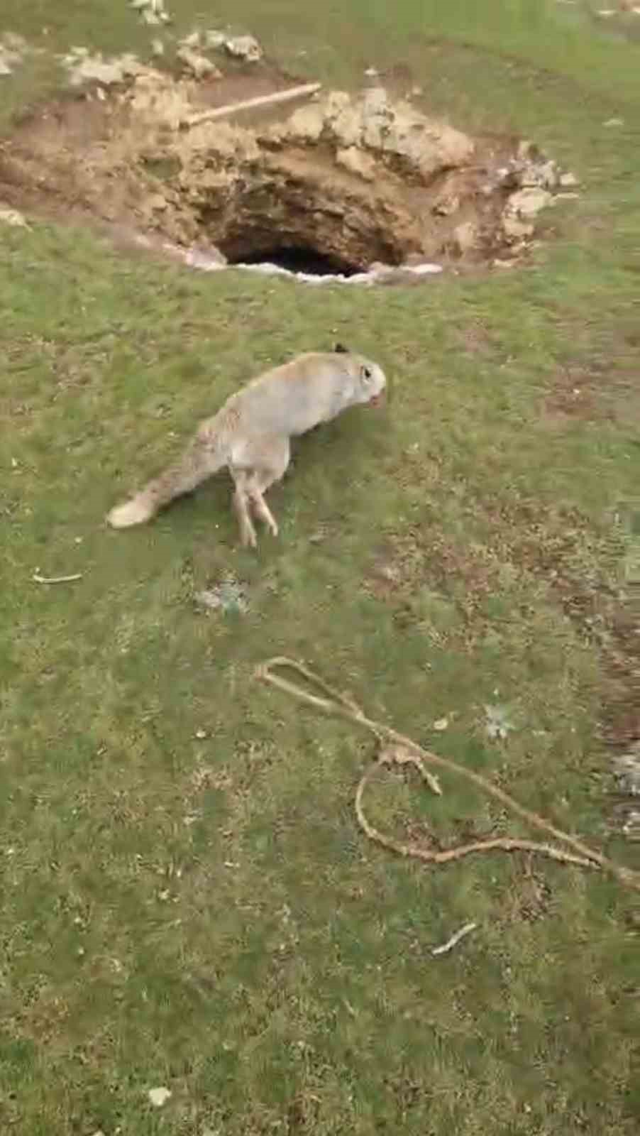 Mardin’de kuyuya düşen tilkiyi gençler kurtardı
