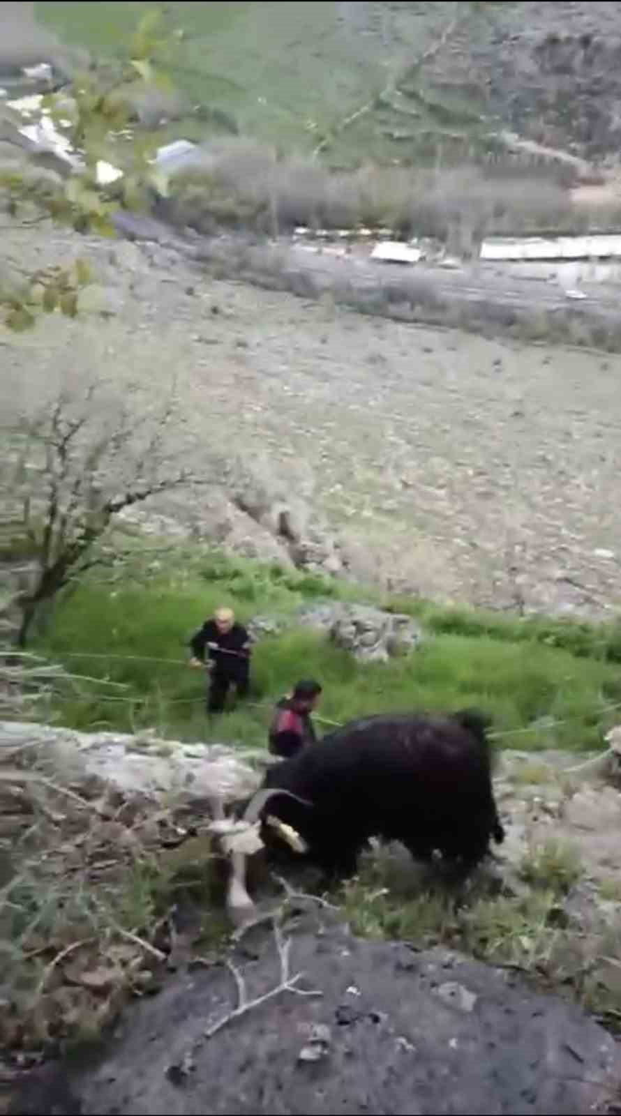 Mardin’de mahsur kalan keçileri itfaiye kurtardı
