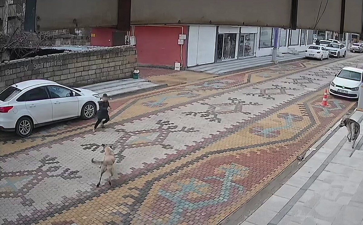Mardin’de sokak köpeklerinin saldırdığı çocuğu esnaf kurtardı
