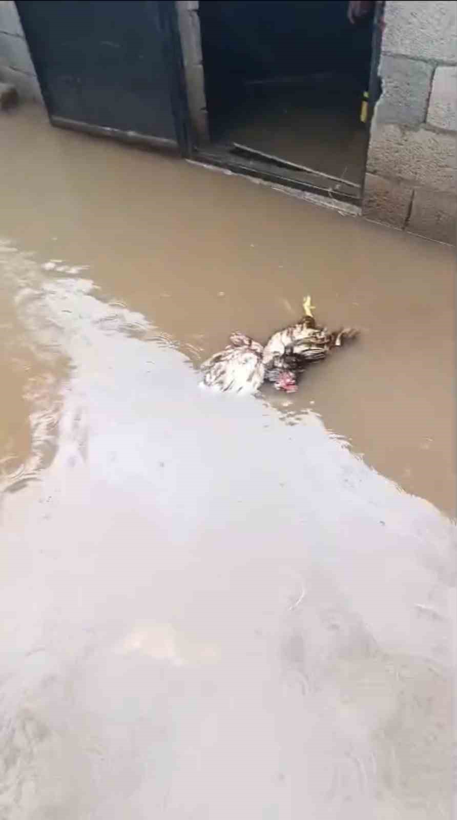 Mardin’de su basan kümeste 5 tavuk telef oldu
