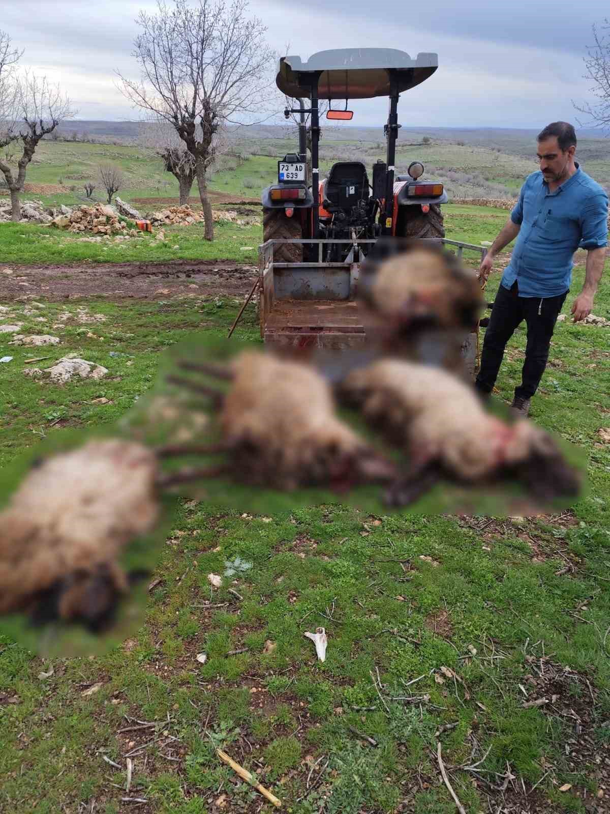 Mardin’de yıldırım düşmesi sonucu 8 küçükbaş hayvan telef oldu
