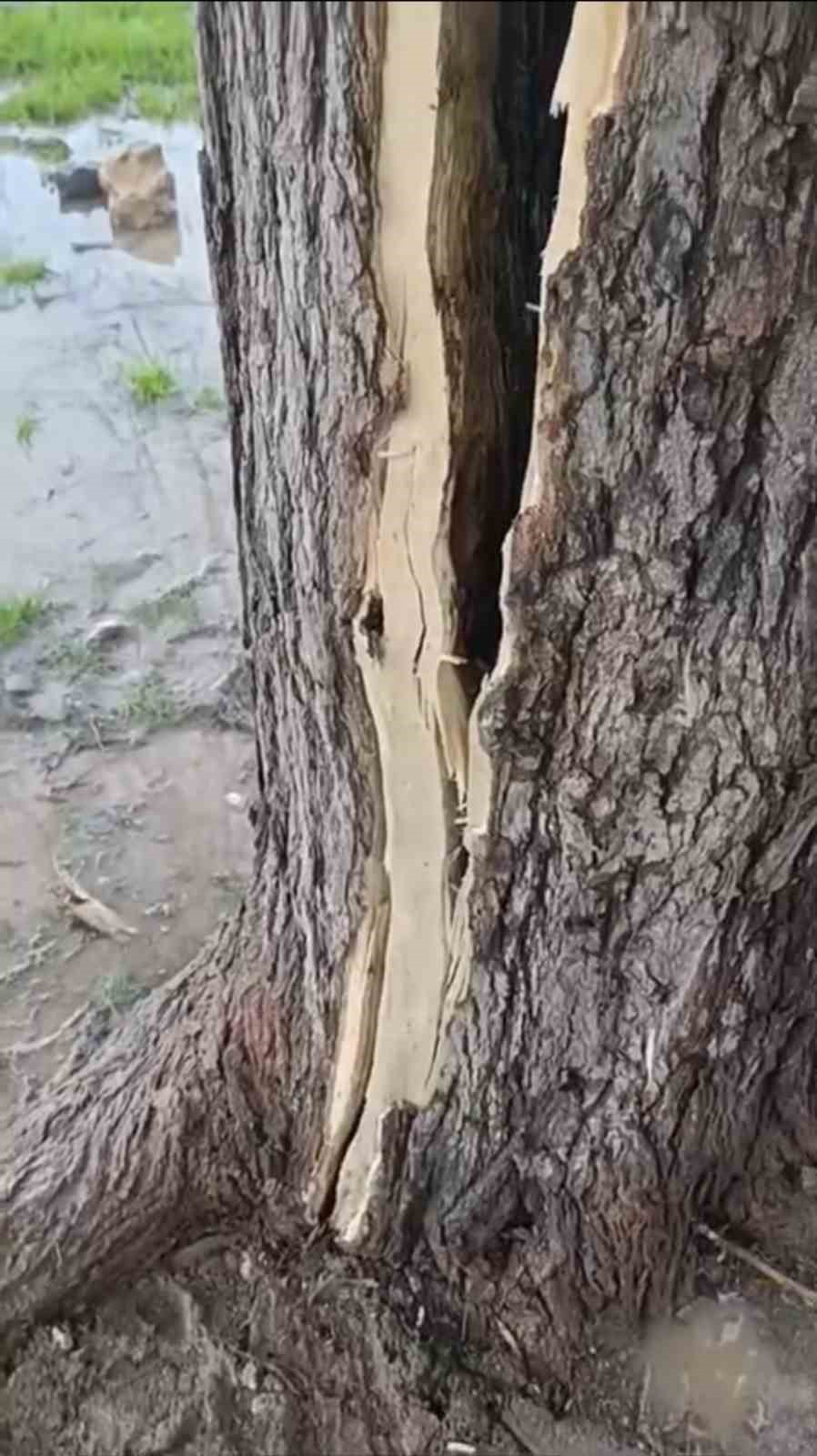 Mardin’de yıldırımın isabet ettiği ağaç ikiye bölündü
