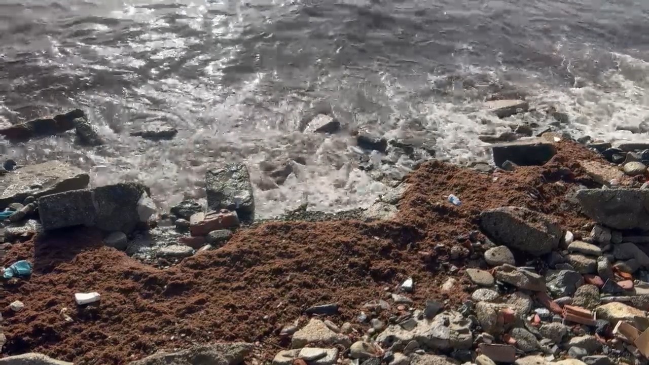 Marmara’daki fırtına Tekirdağ kıyılarını kızıl yosunla sürükledi
