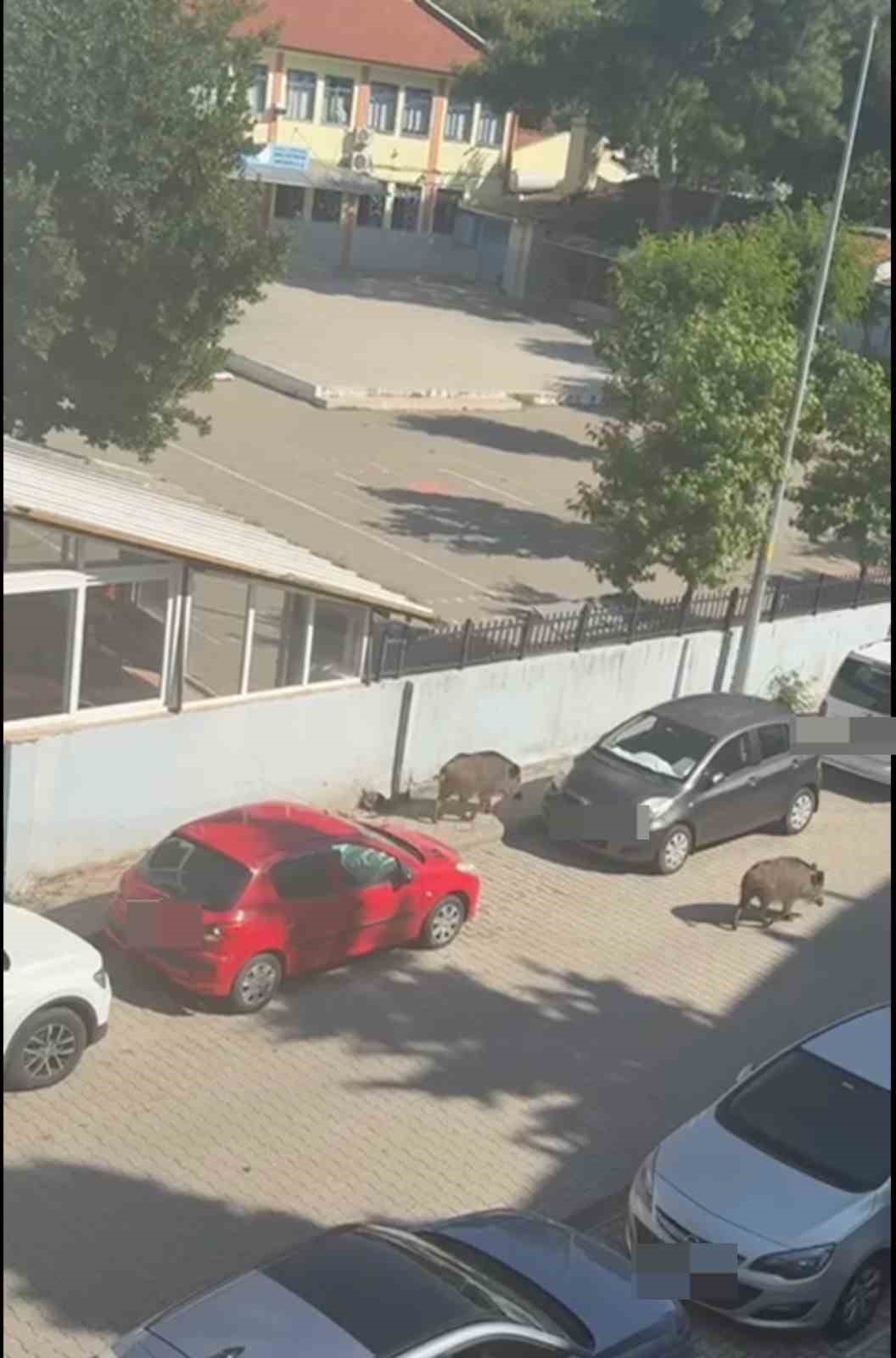 Marmaris Belediyesi’ne domuz davası
