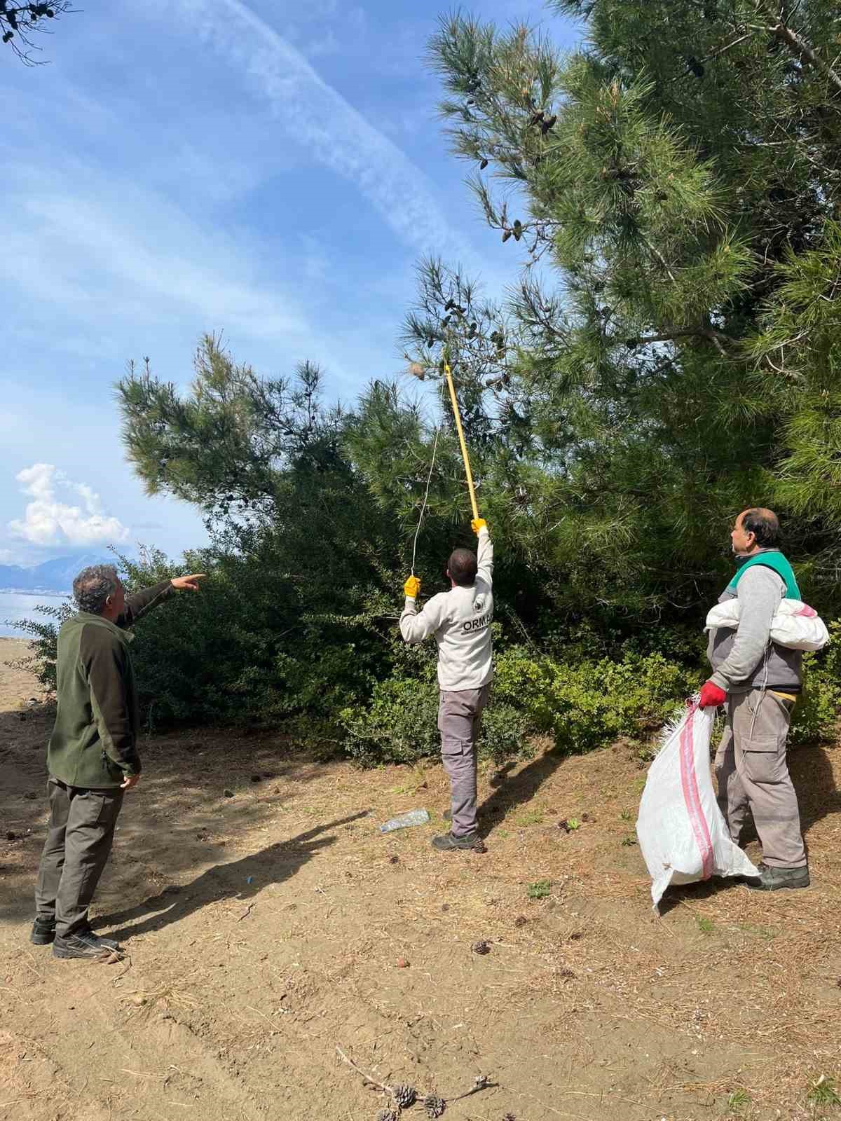 Marmaris’te çam kese böceğine karşı  ’mekanik ve biyolojik yöntemlerle mücadele’ sürüyor
