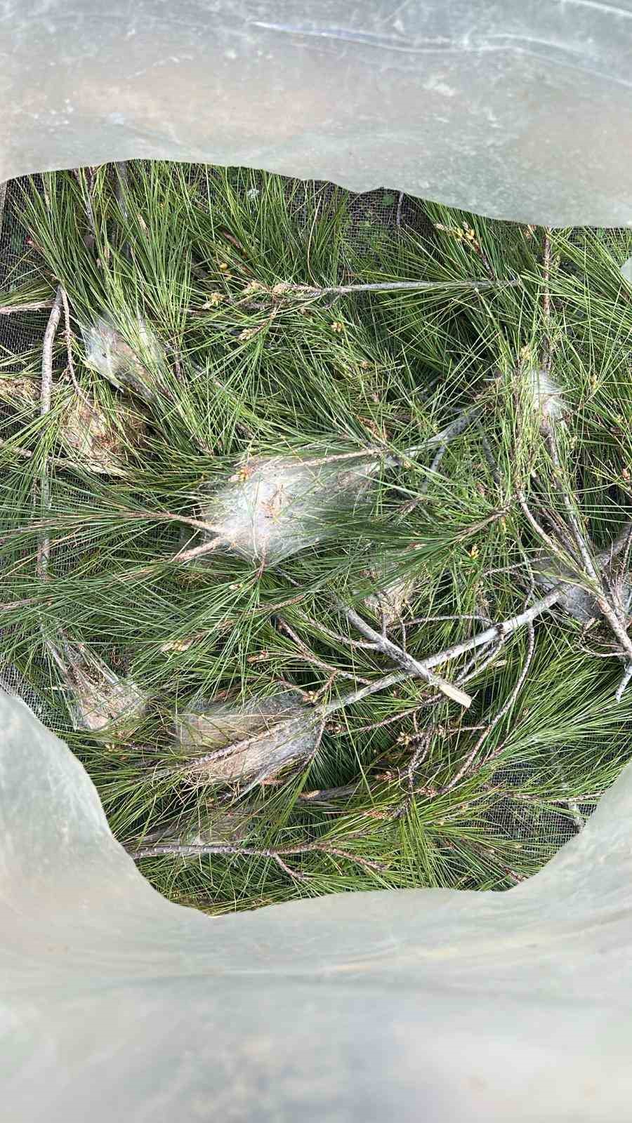 Marmaris’te çam kese böceğine karşı  ’mekanik ve biyolojik yöntemlerle mücadele’ sürüyor
