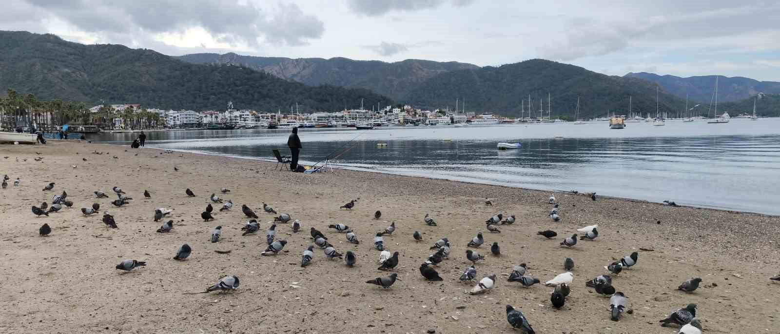 Marmaris’te güvercinler kışın boşalan sahili mesken tuttu
