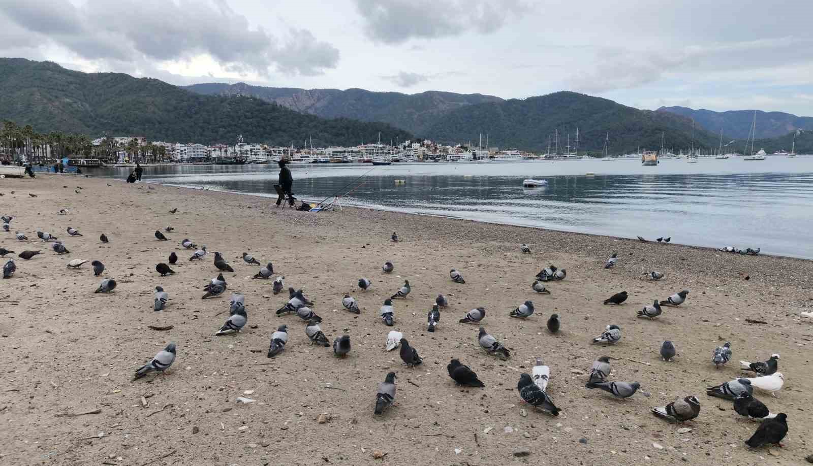 Marmaris’te güvercinler kışın boşalan sahili mesken tuttu

